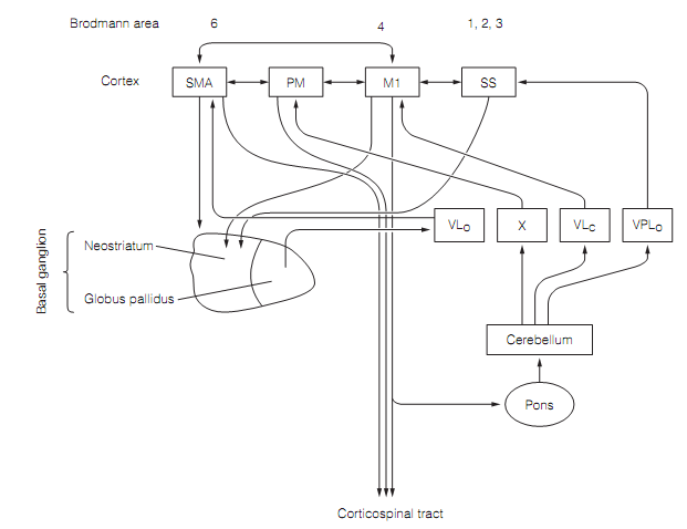 82_Motor cortex.png